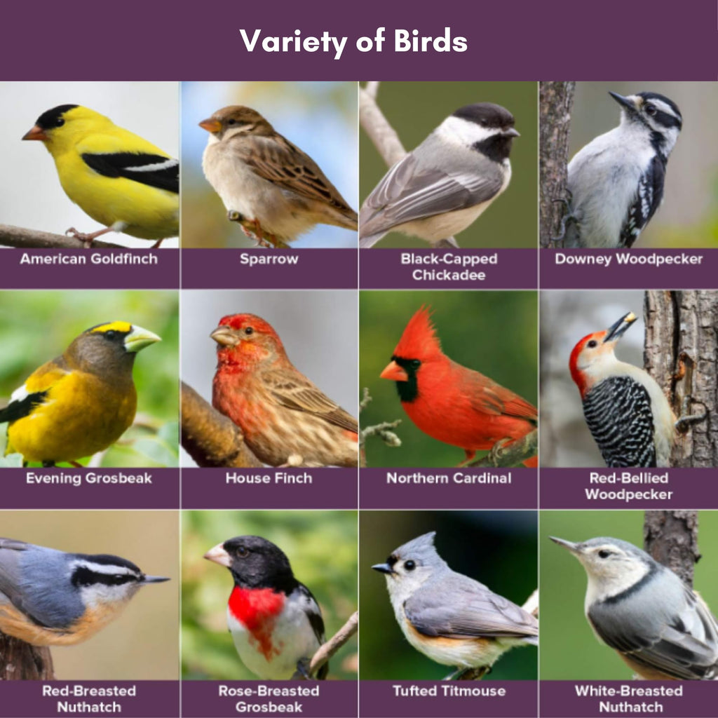 Wild Bird Seed 20 Pound Bag Z203