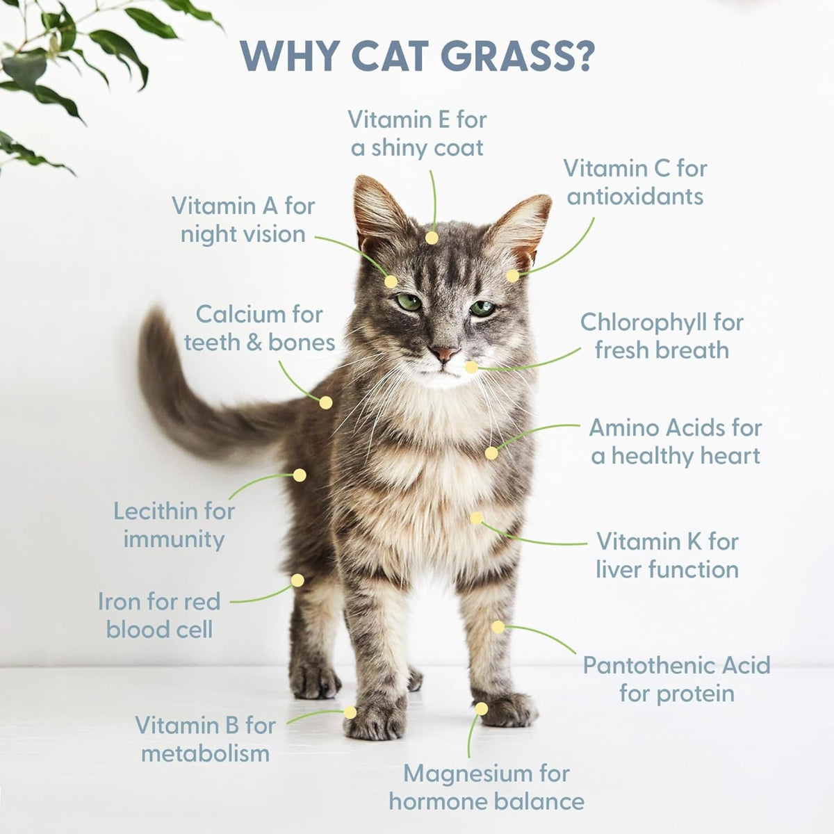 Cat Grass Growing Kit with Seed Mix, Soil and Two Planters Z37424