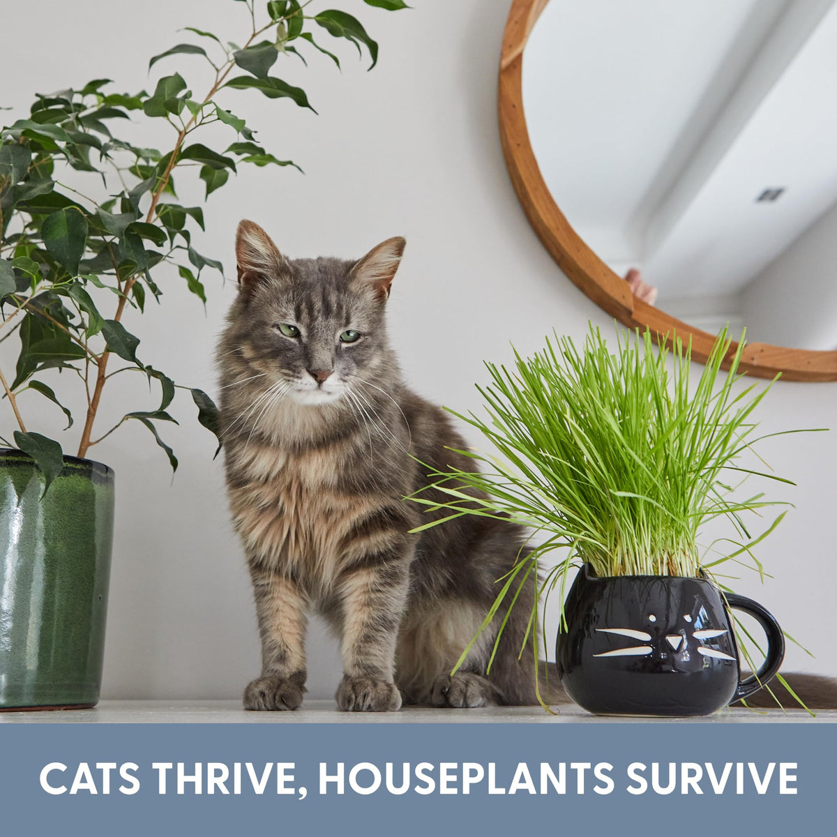 Cat Grass Growing Kit with Seed Mix, Soil and Two Planters Z37424